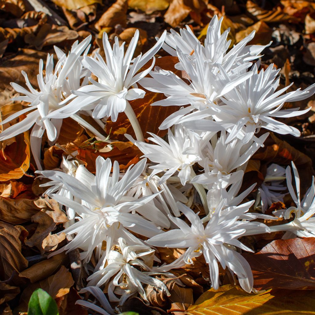 Colchicum autumnale Alboplenum - Autumn crocus