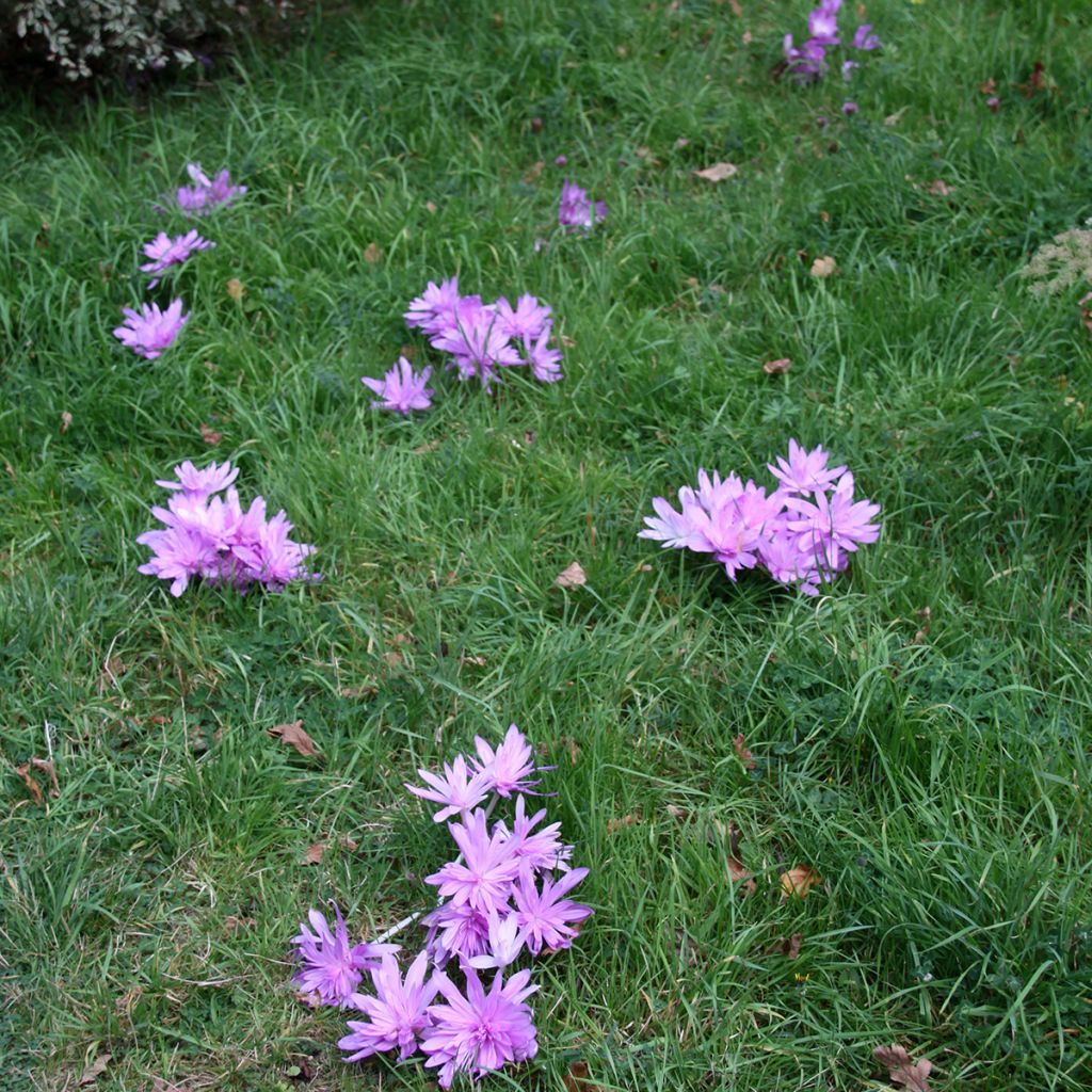 Colchicum autumnale Pleniflorum