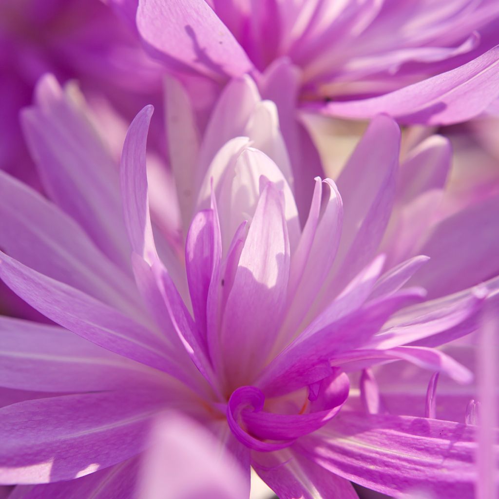 Colchicum automnale Waterlily