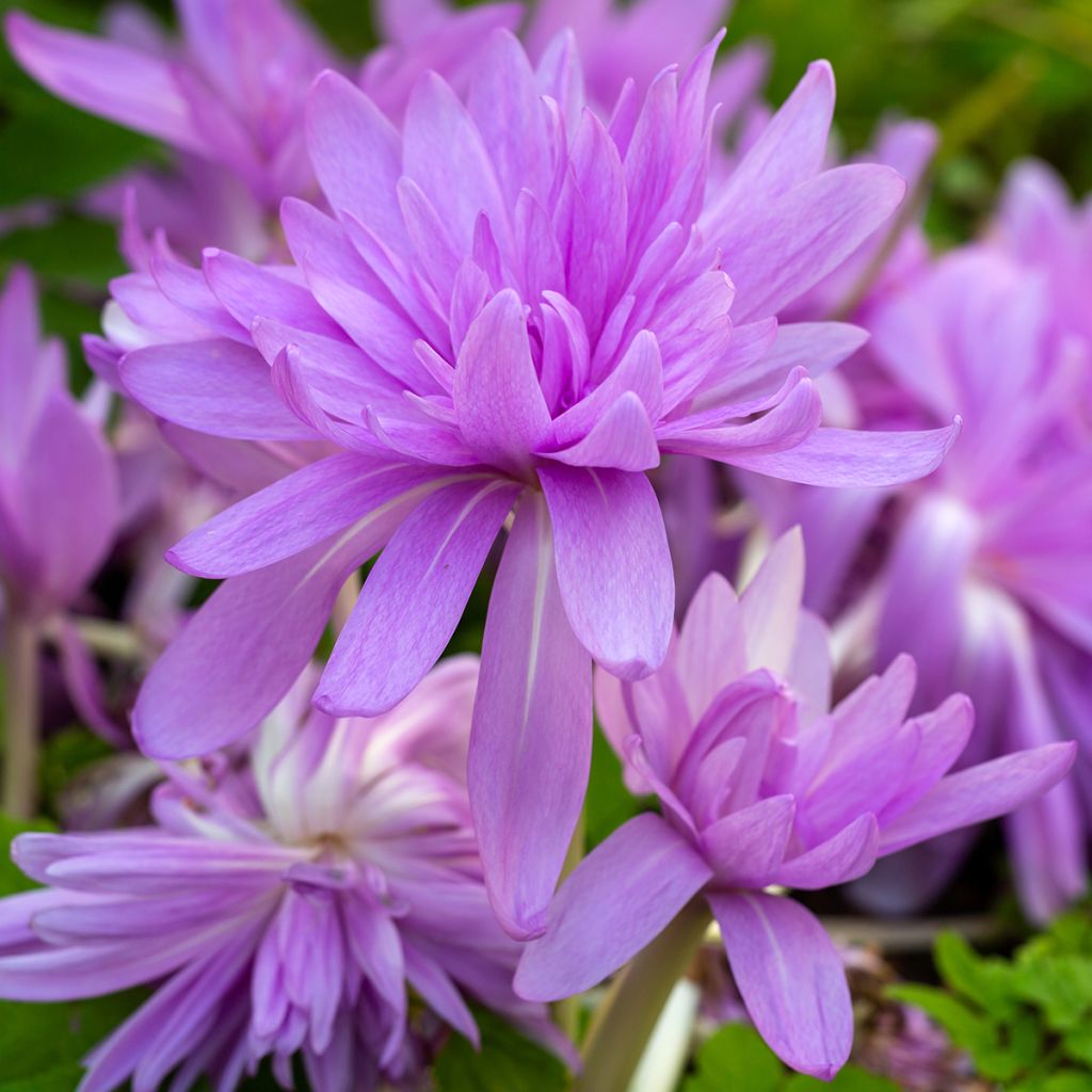 Colchicum automnale Waterlily