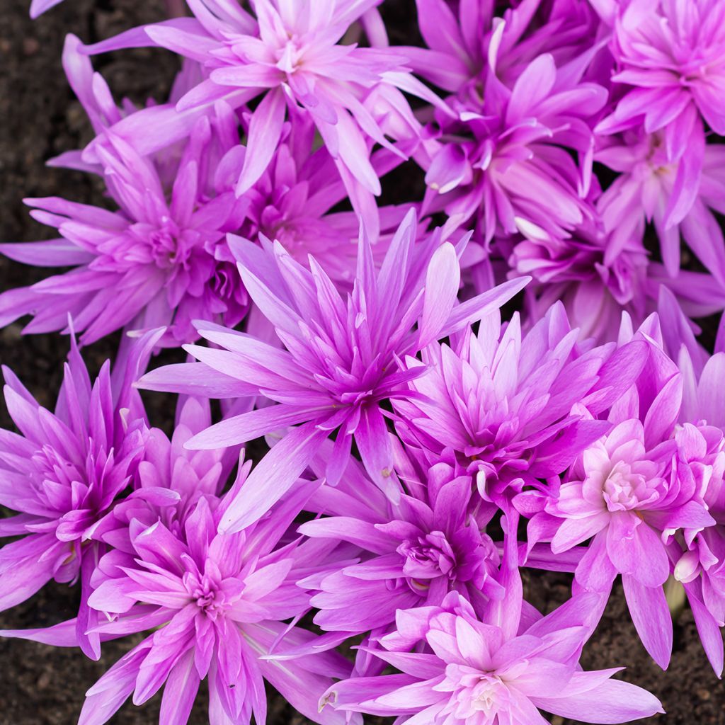 Colchicum automnale Waterlily