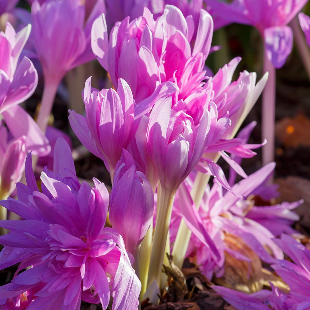 Colchicum automnale Waterlily