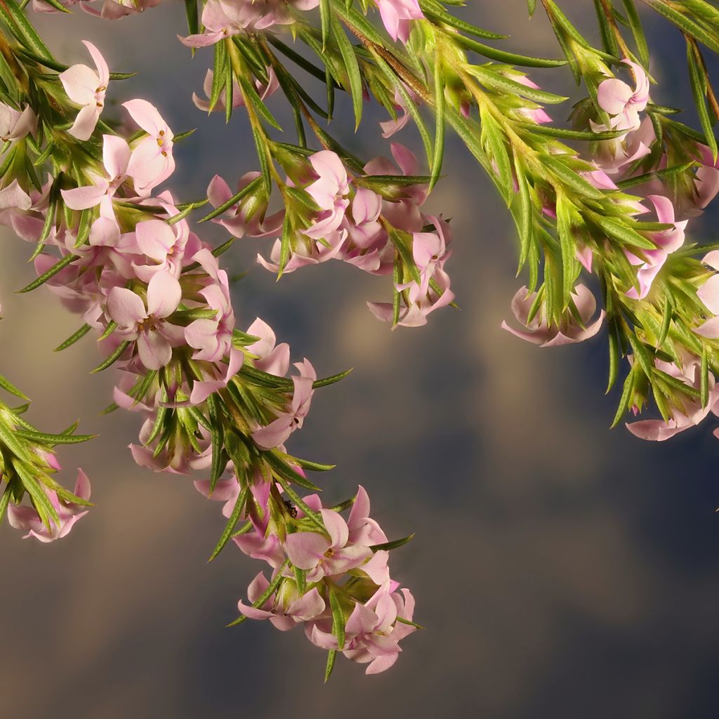 Coleonema pulchrum - Buisson confetti