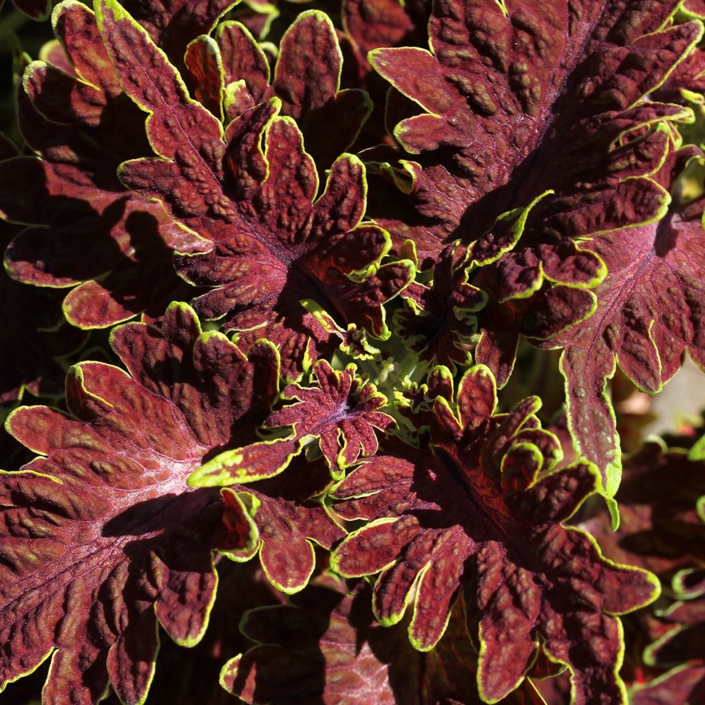 Coleus Copinto Cuba Libre