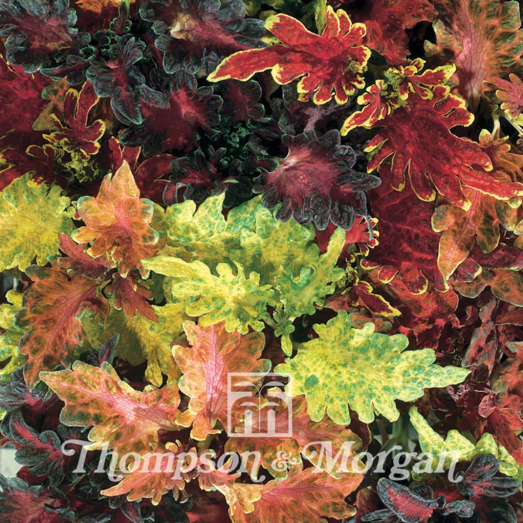 Coleus Dragon Sunset & Volcano Mixed 