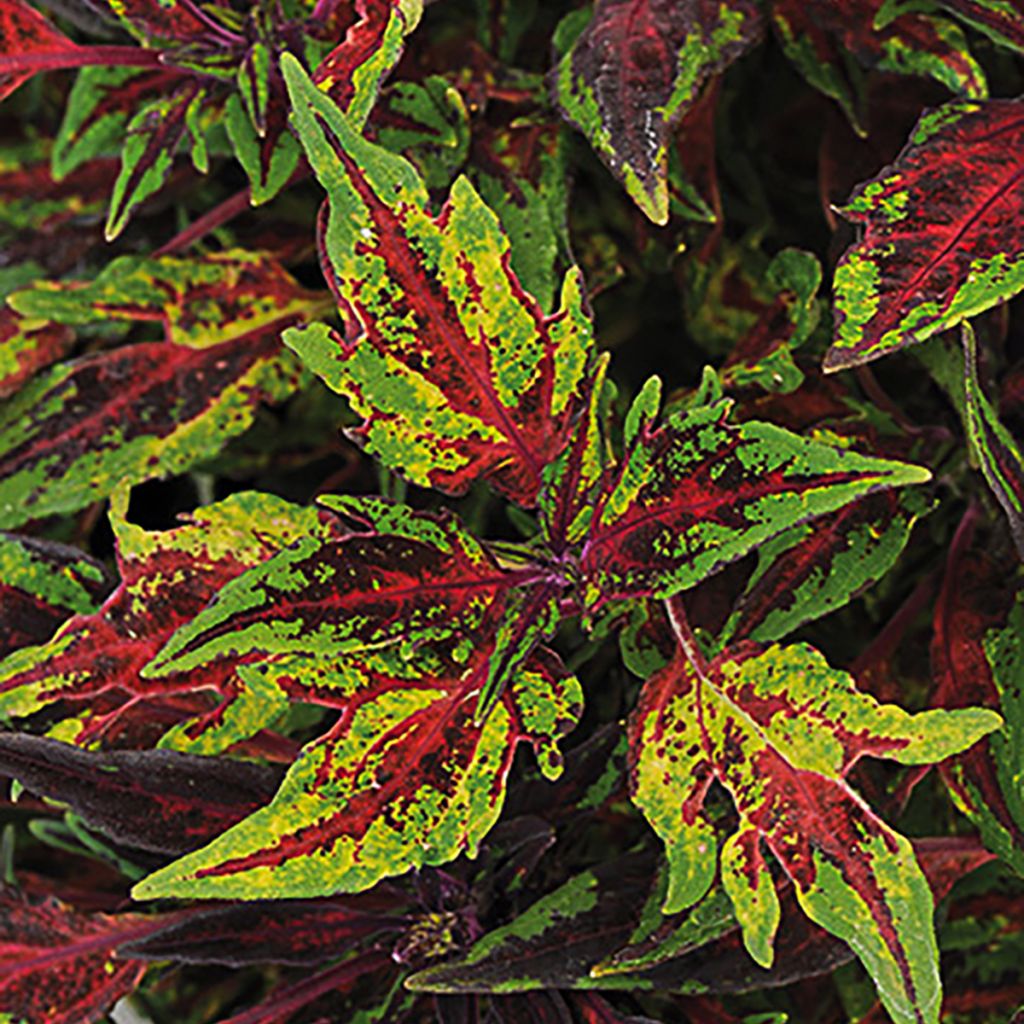 Coleus Chilli Pepper