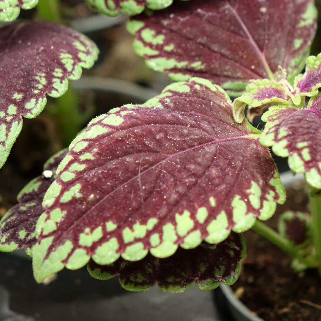 Coleus scutellarioides Abbey Road
