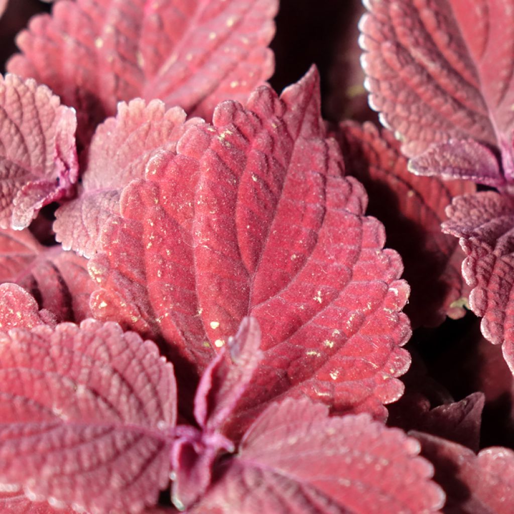 Coleus scutellarioides Second Street