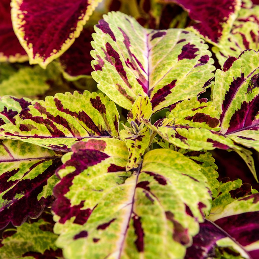 Coleus Premium Sun Mighty Mosaic