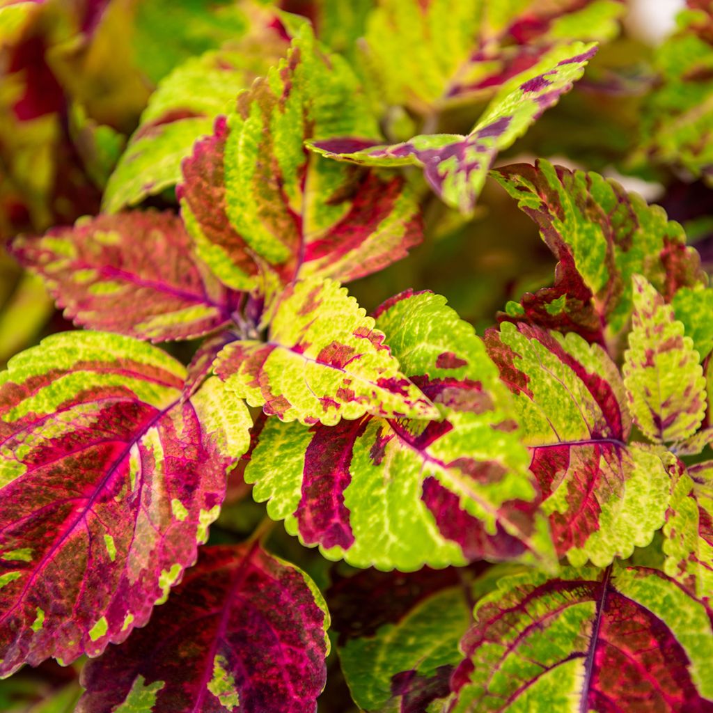 Coleus Premium Sun Mighty Mosaic