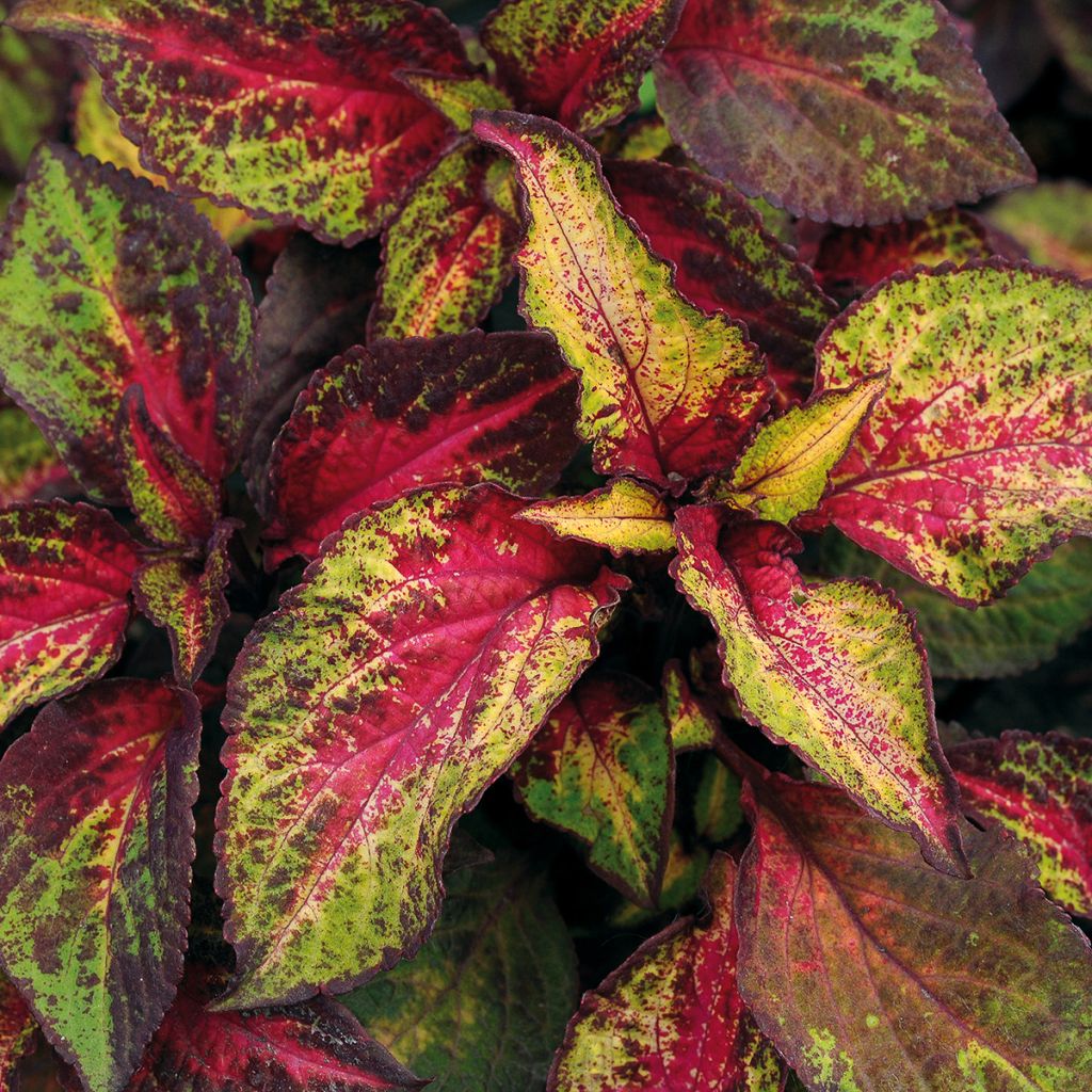 Coleus Premium Sun Rose to Lime Magic