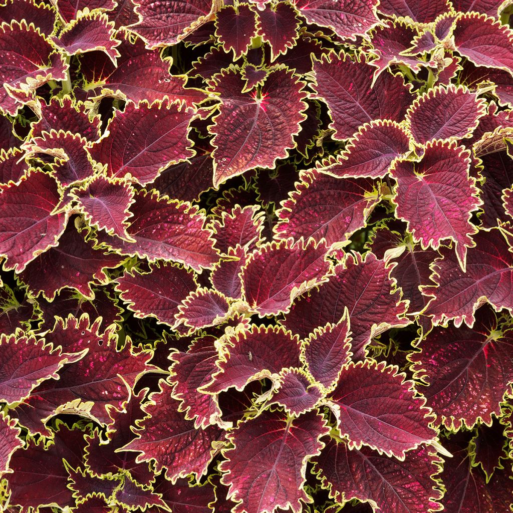 Coleus Vulcan