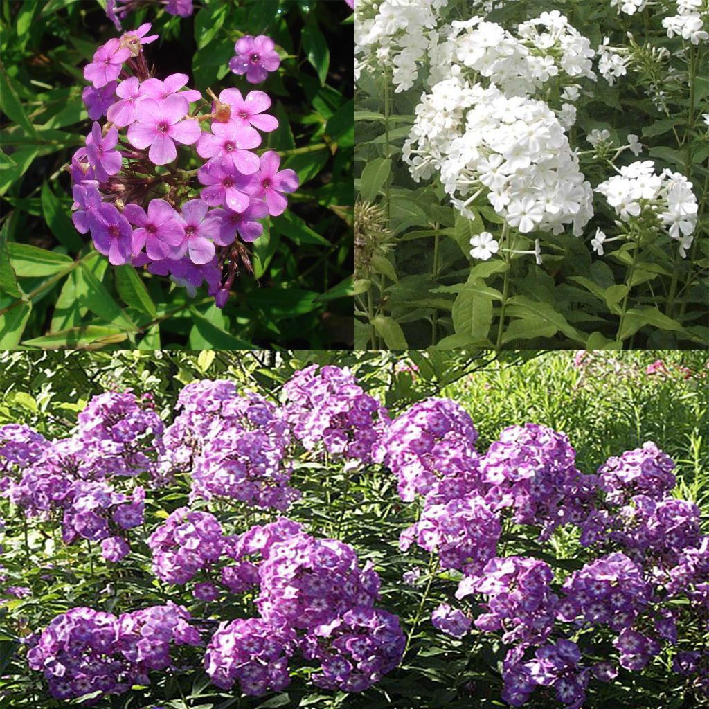 Collection 3 Phlox paniculata