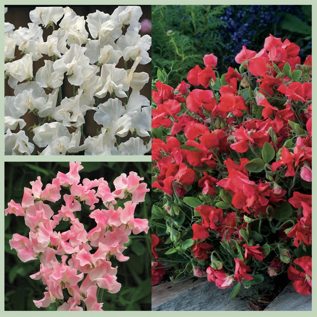 Sweet Pea Seed Mix