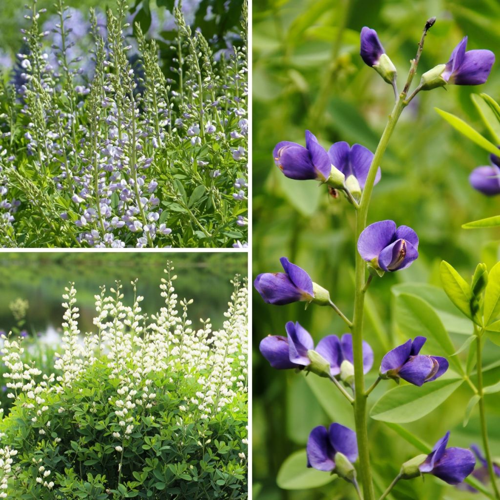 Baptisia Collection