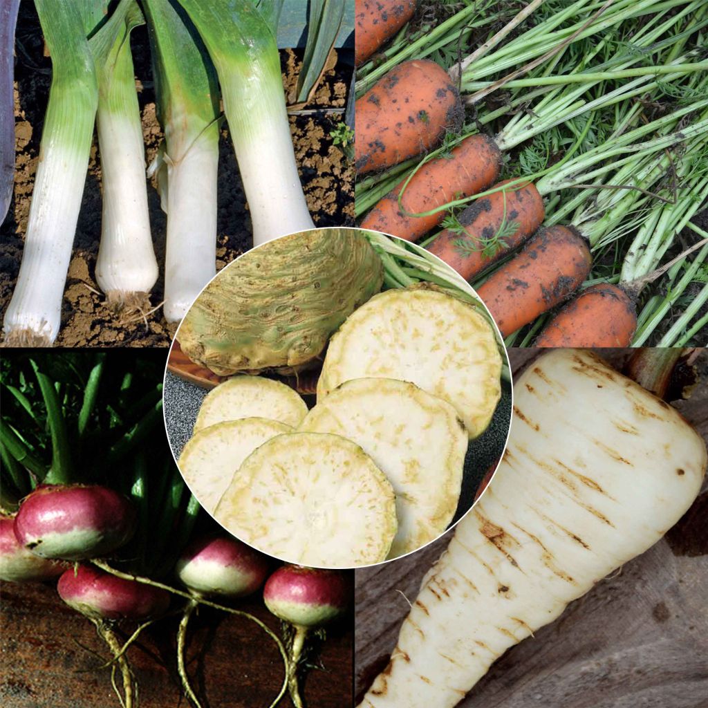 Collection "Bouillon de légumes"