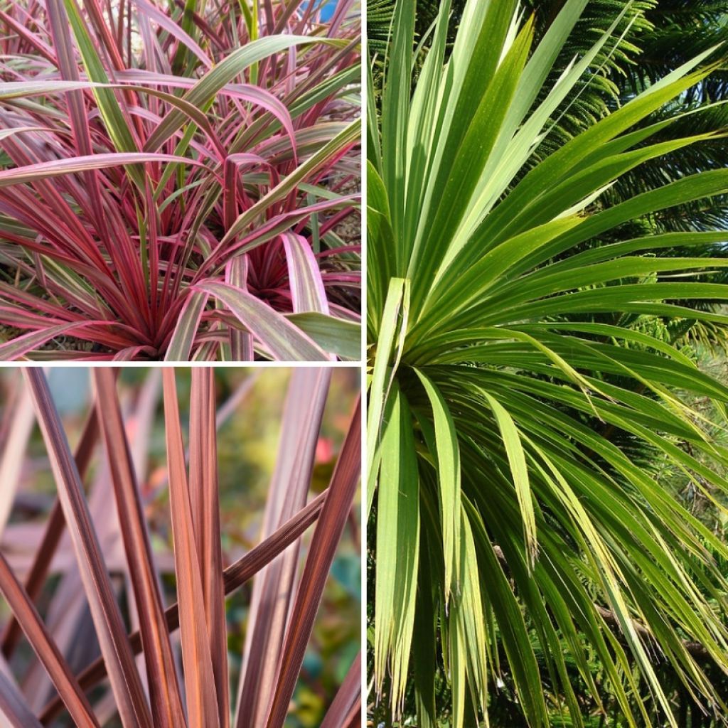 Collection of Cordyline for an exotic look
