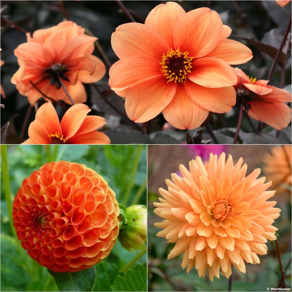 Collection Dahlias Vitamines