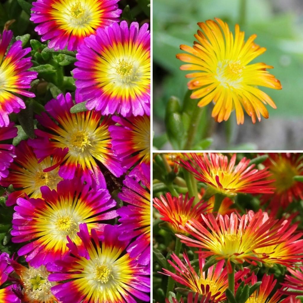 Delosperma Collection for rockeries