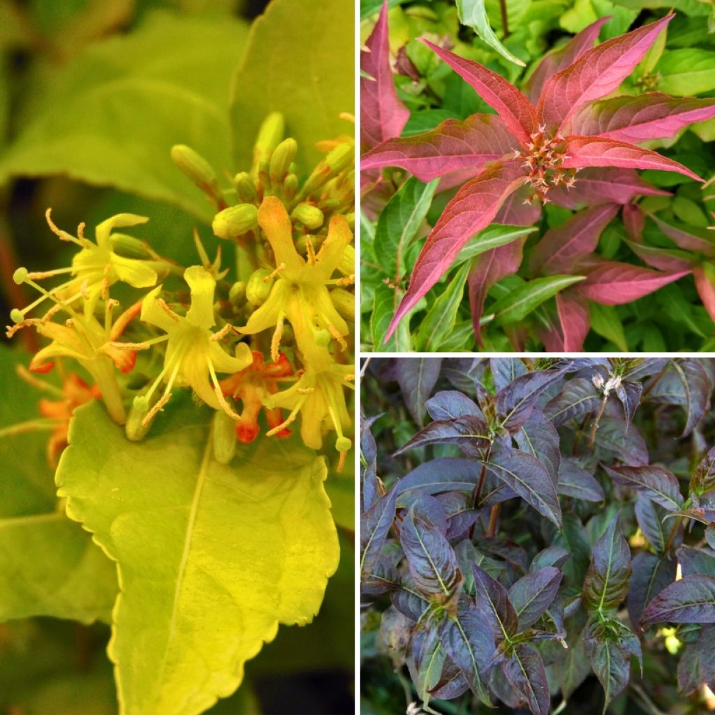 Collection of Diervilla with contrasting foliage