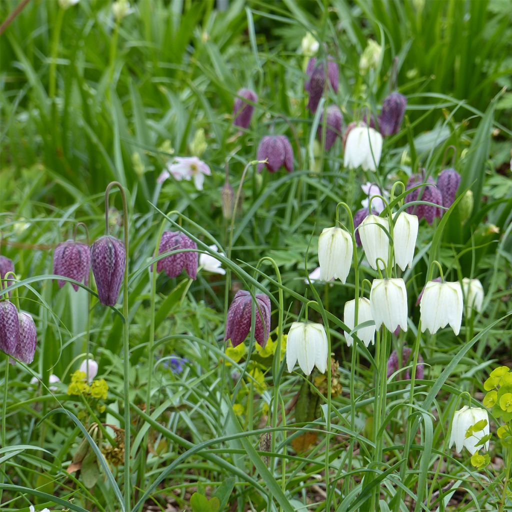 Collection Fritillaire pintade en pourpre et blanc