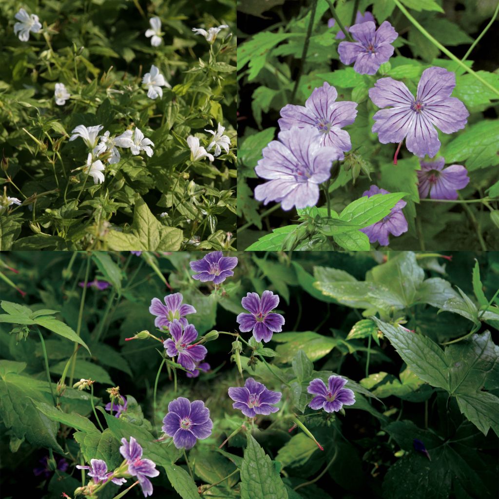 Collection Geranium nodosum