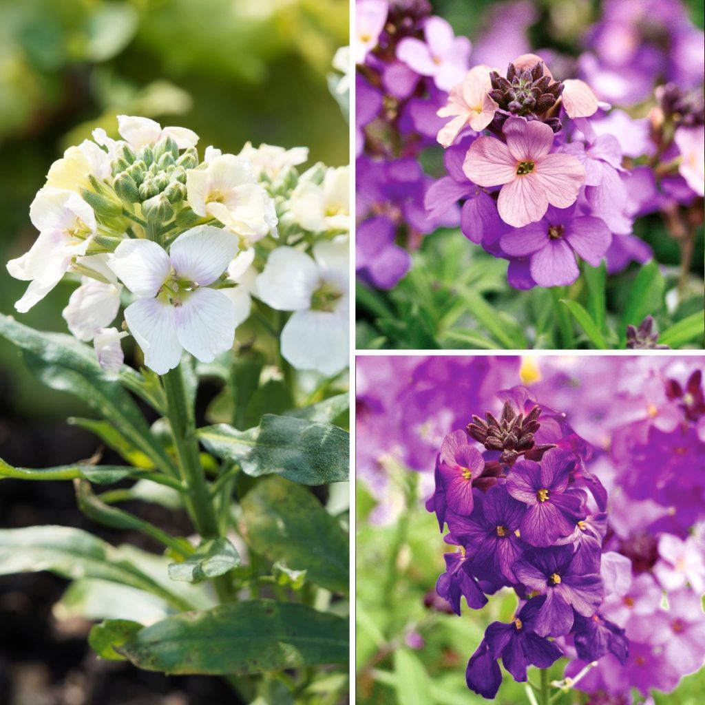 Perennial Wallflower Collection Fresh Tones