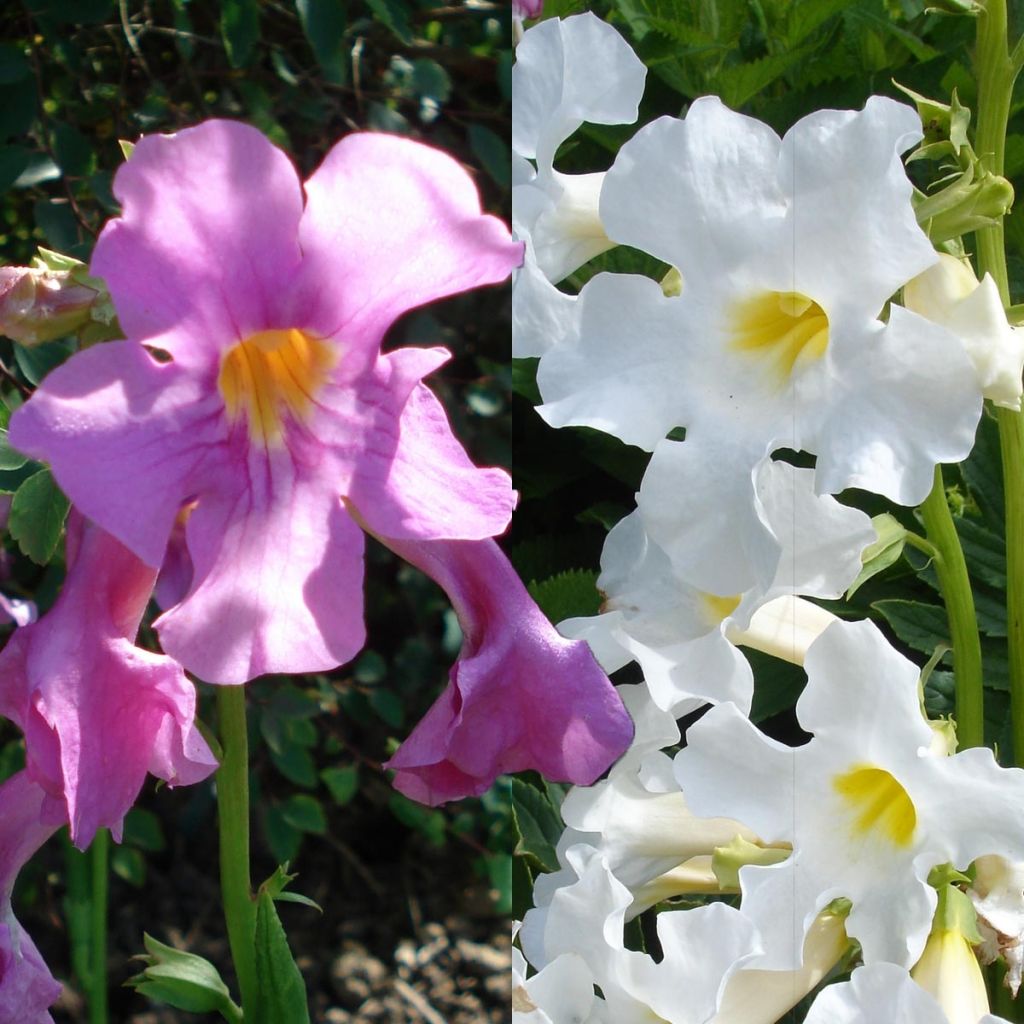 Incarvillea Collection