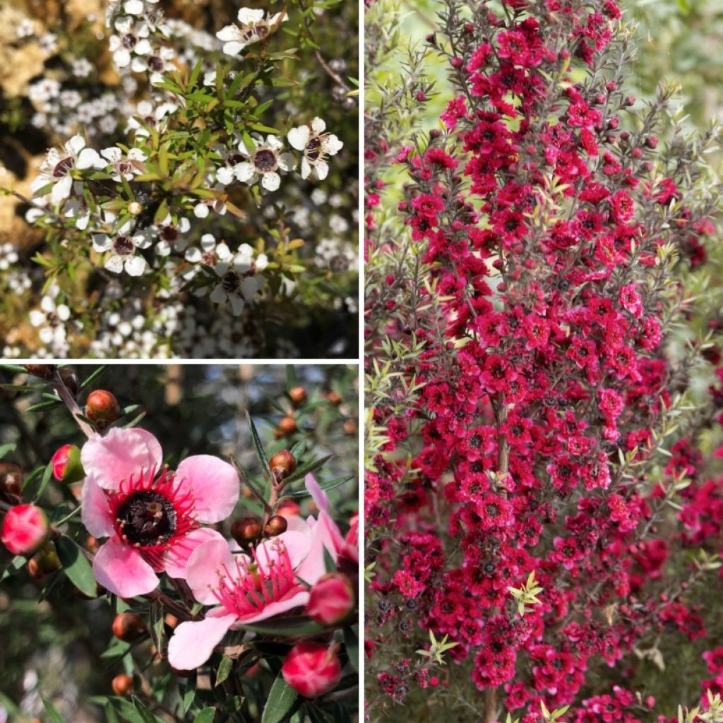 Collection of Leptospermum