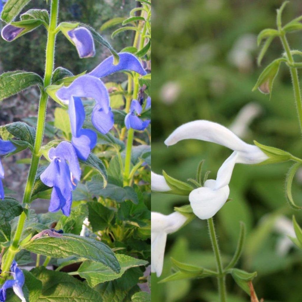 Collection of exotic white and blue salvias