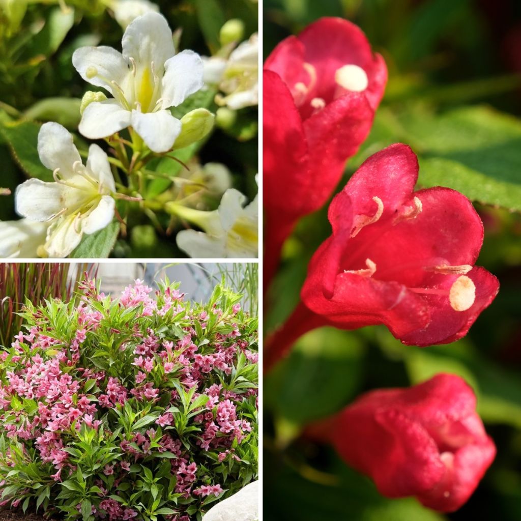 Dwarf Weigela Collection