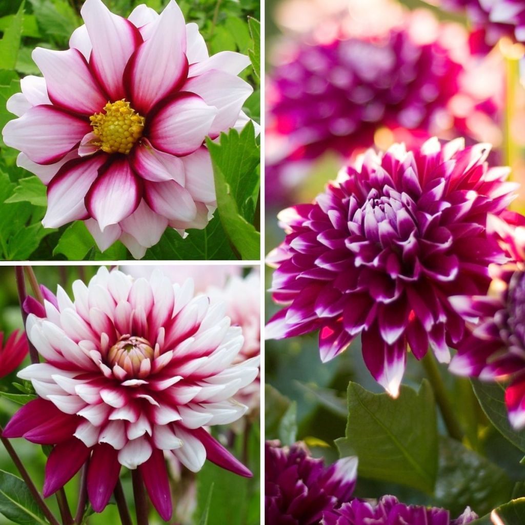 Collection Dahlias pourpres et blancs