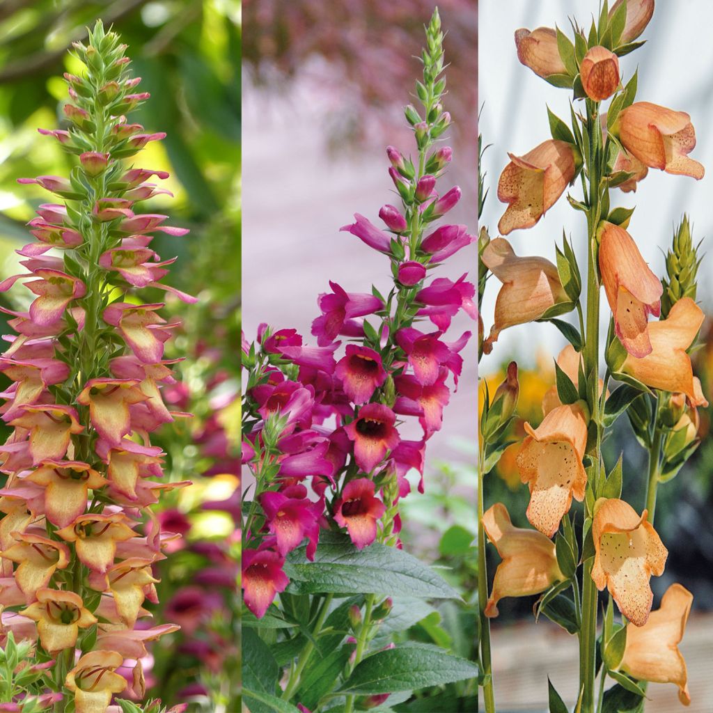 Collection de 3 Digiplexis Illumination - Digitalis hybrides