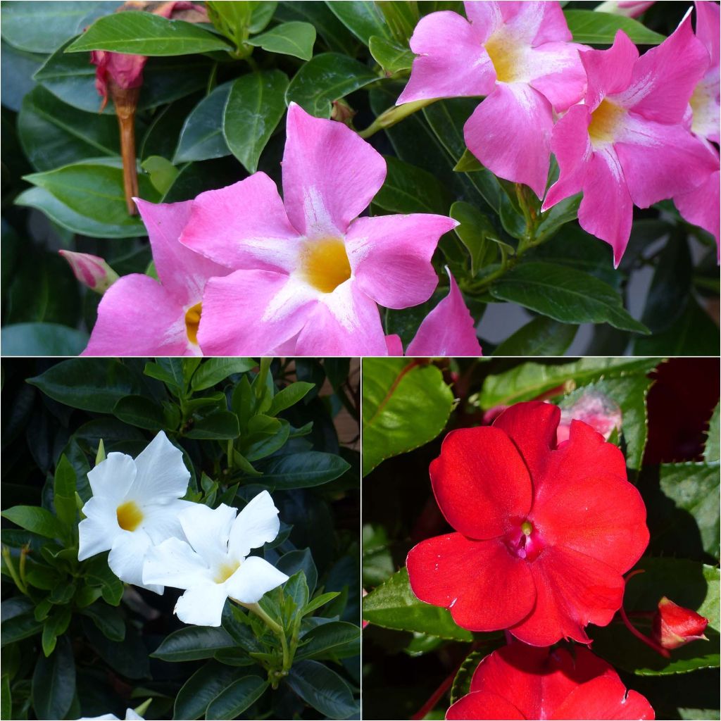 Set of 3 BELLA Dipladenia