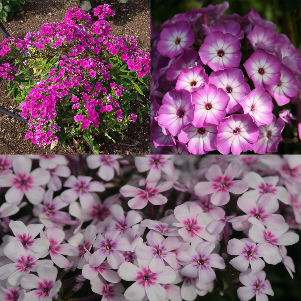 Collection de 3 Phlox paniculata nains