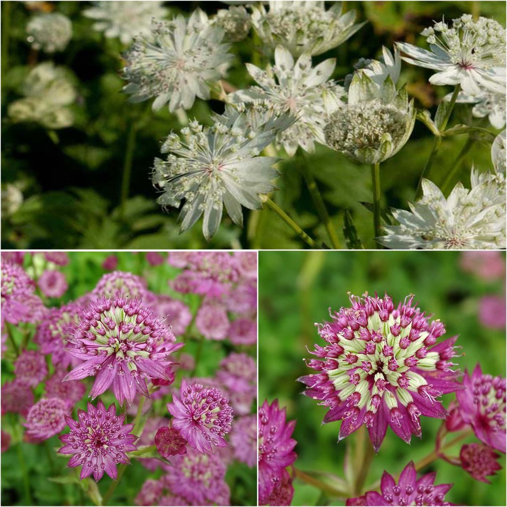 Collection de 3 astrances "Star" - Astrantia major