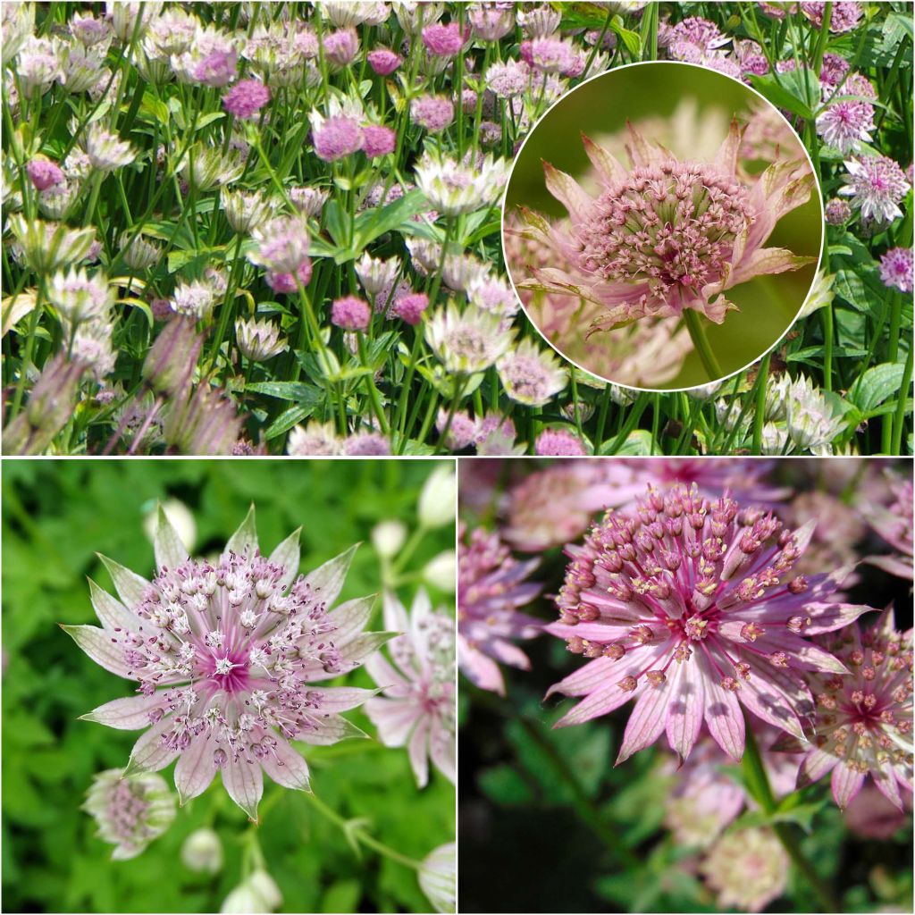 Collection de 3 astrances roses - Astrantia major