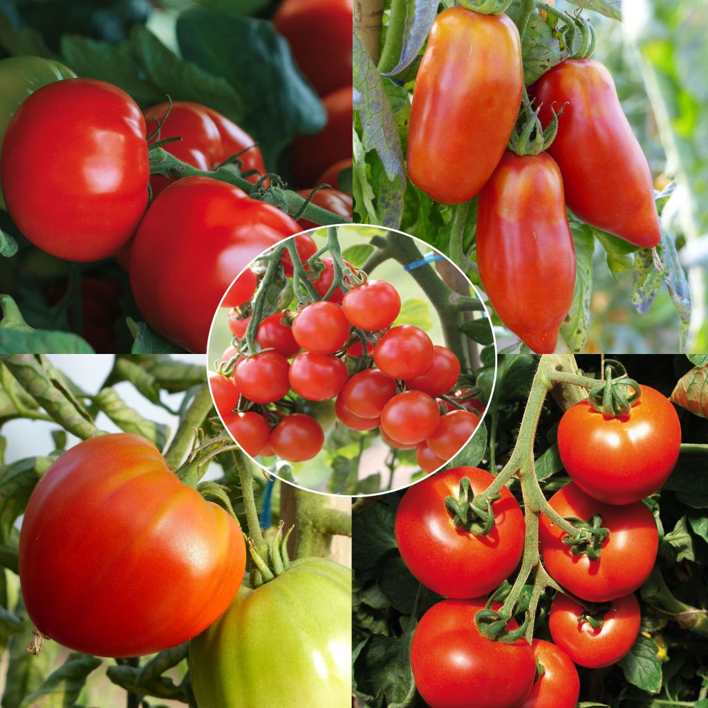 Collection of 5 Organic Tomato Plants