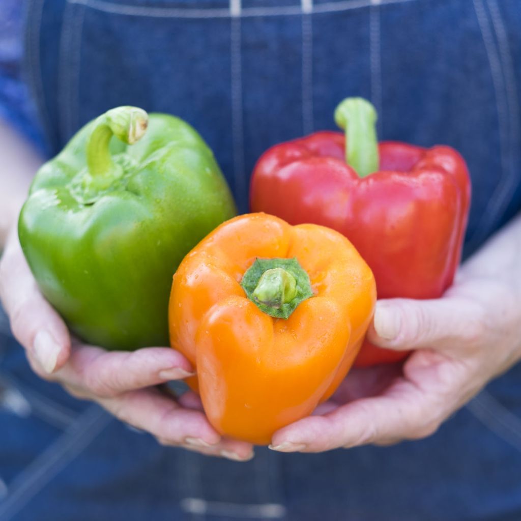 Duo collection of 2 red and yellow pepper grafted plants