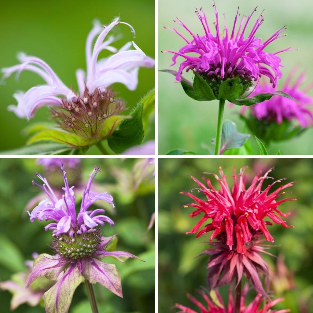 Monarda 'Cambridge Scarlet', 'Scorpion', M. fistulosa menthifolia, 'Schneewittchen'