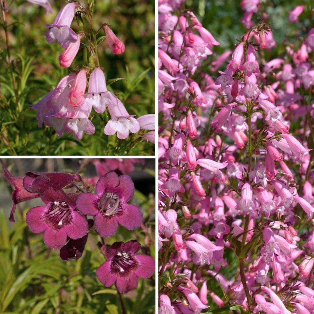 Penstemon Collection