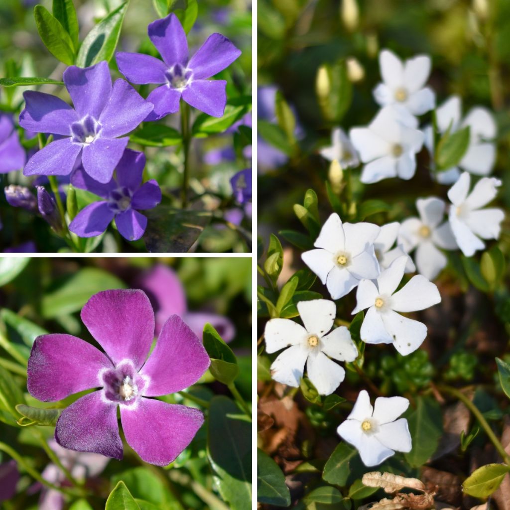 Collection of three Vinca - Vinca minor, Alba and Atropurpurea