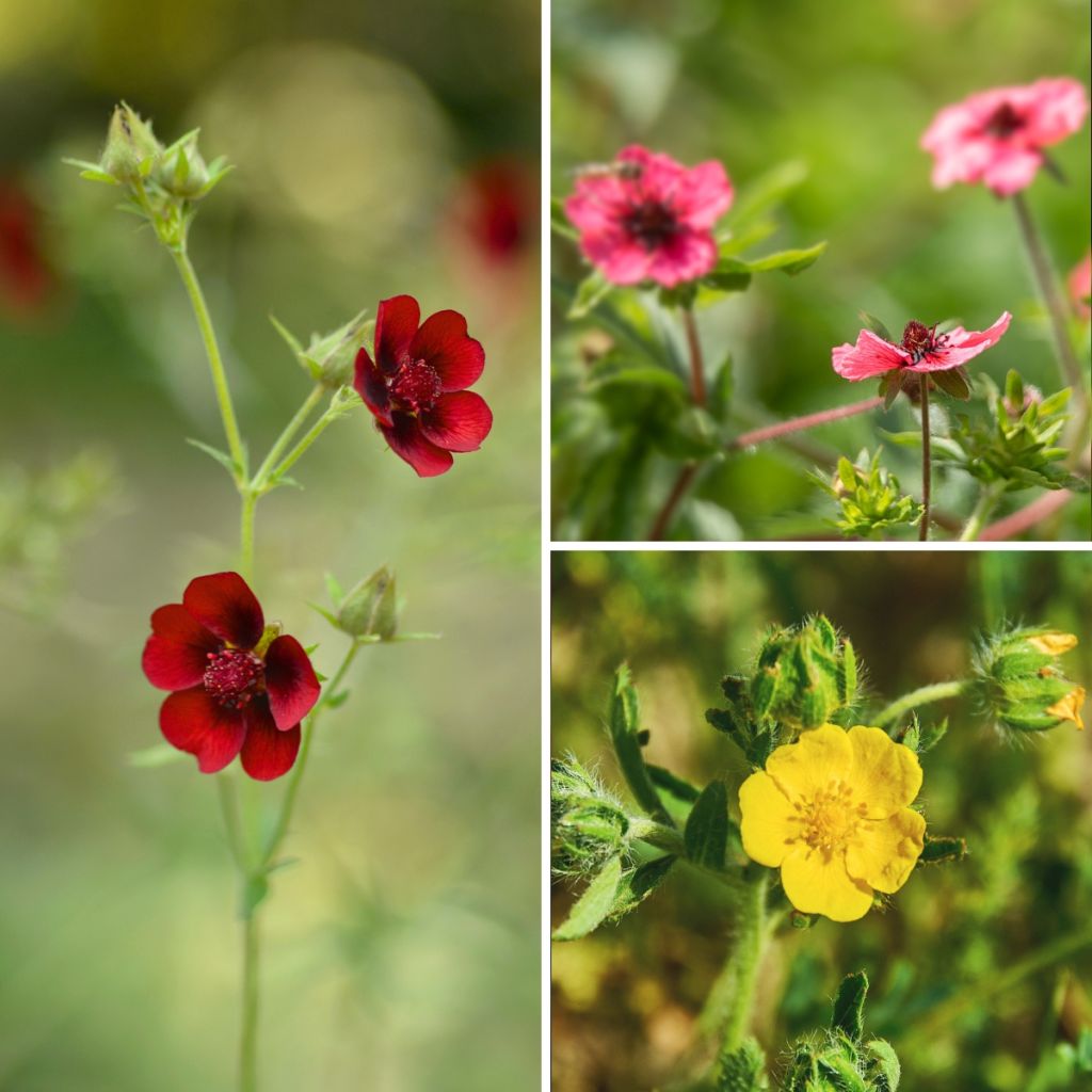 A collection of three Potentilla