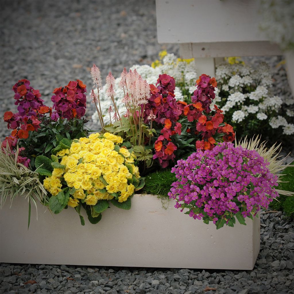 Spring container plant collection