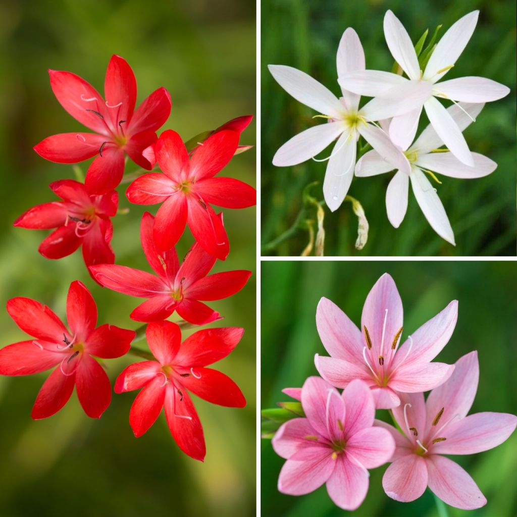 Collection of three Hesperantha coccinea - Crimson Flag