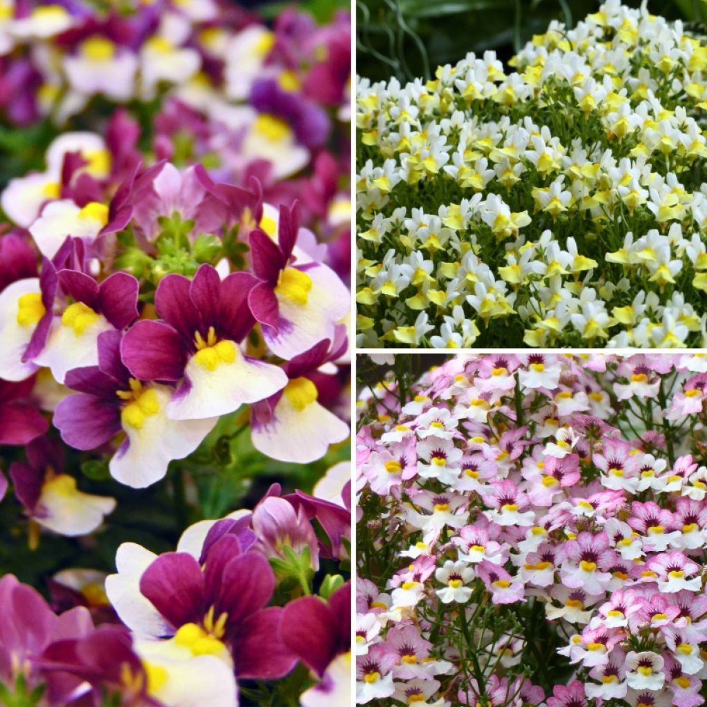 Nemesia Collection