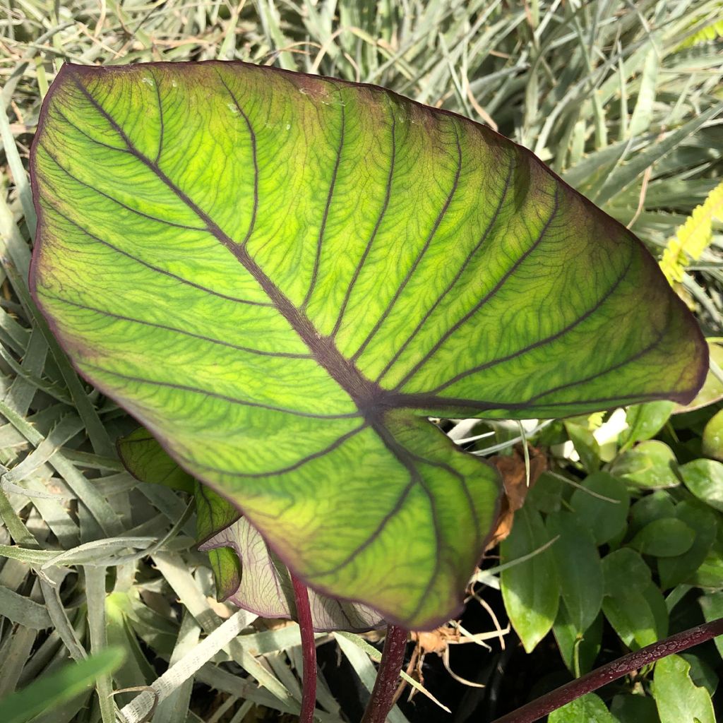 Colocasia Blue Hawaii - Elephant Ears