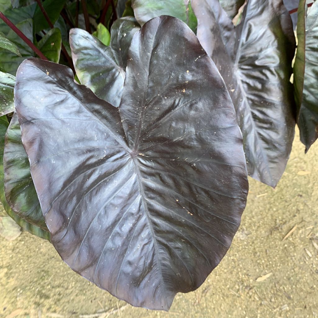 Colocasia esculenta Diamond Head - Elephant Ears