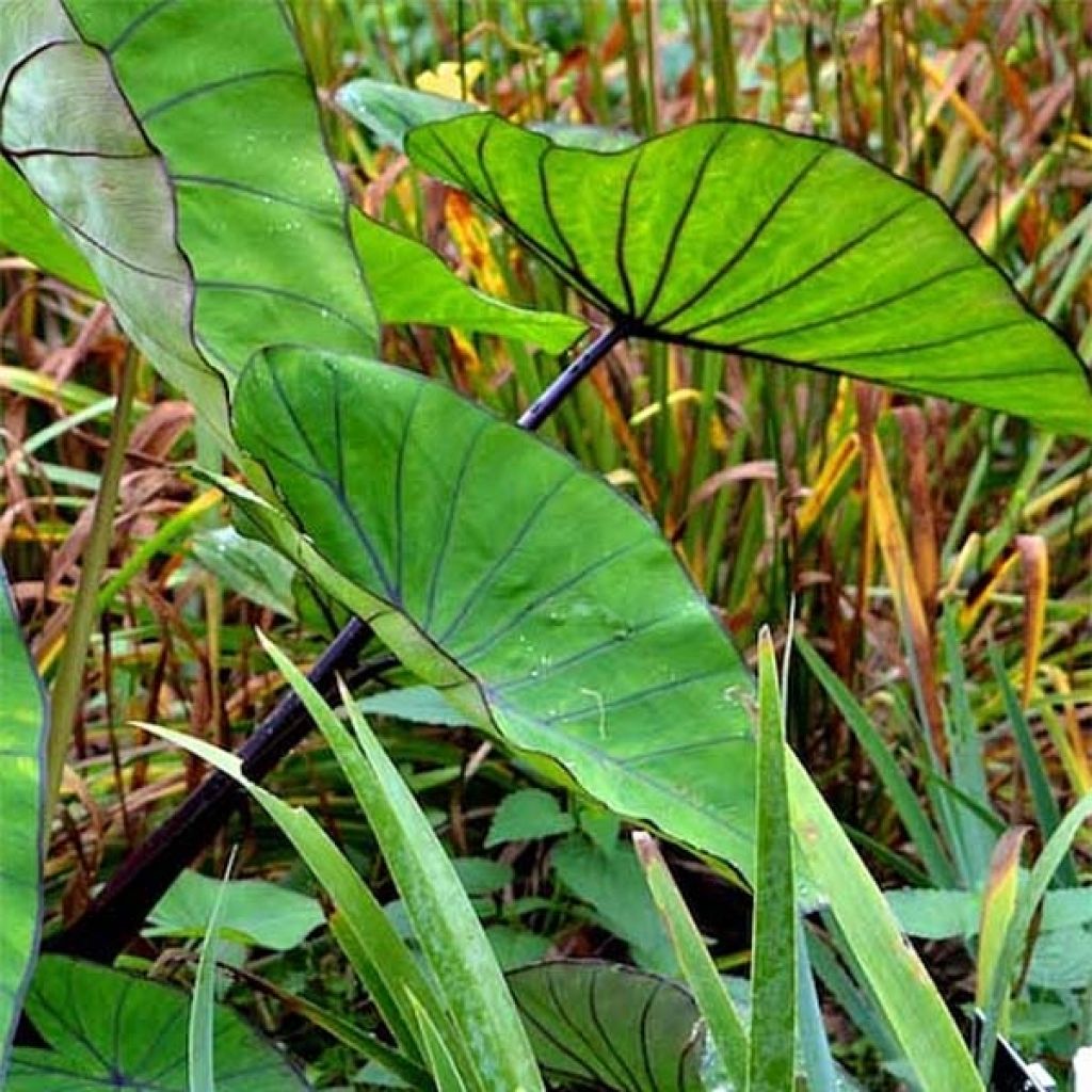 Colocasia esculenta Blue Hawaii - Taro