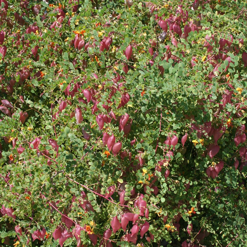 Colutea media Copper Beauty - Baguenaudier, Arbre à vessies